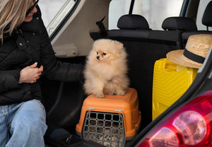 Comfortable Journeys With Beloved Pets
