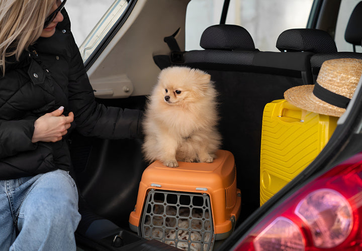 Comfortable Journeys With Beloved Pets